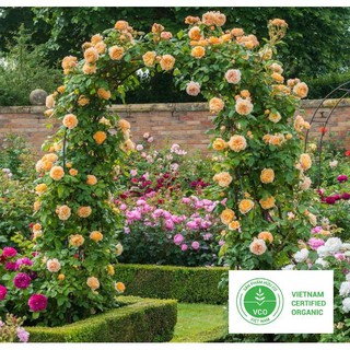 20 Hạt giống Hoa hồng Leo Pháp (tặng gói Kích nẩy mầm và Hướng dẫn) THUTHUY