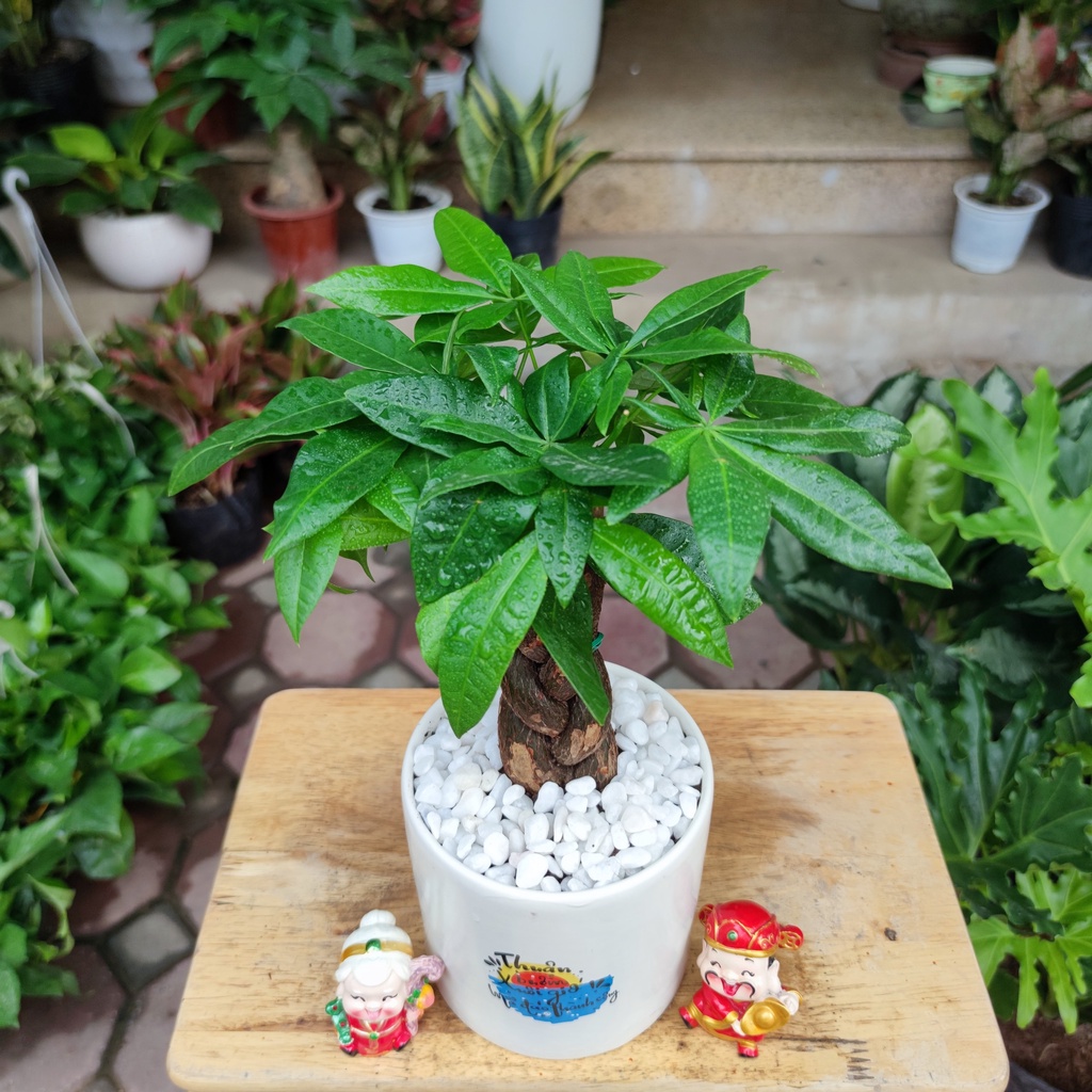 Kim ngân xoắn để bàn kèm chậu sứ trắng ,cây hút lộc phát tài phong thủy để bàn cao 30-35cm( XOẮN TO ĐỂ BÀN )