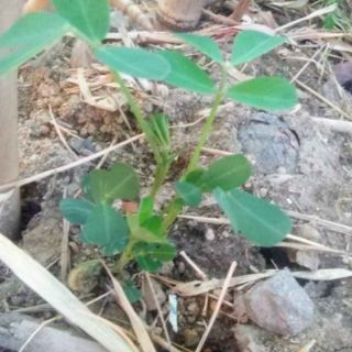 Hạt giống lạc đen