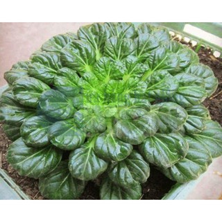 200 Hạt giống cải hoa hồng