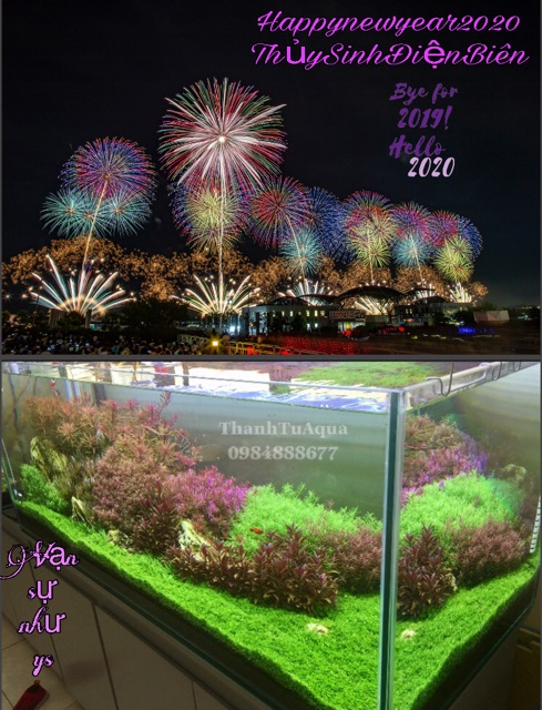 Bể cá thủy sinh phong cách Hà Lan