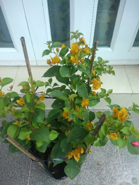 Hoa giấy vàng siêu bông