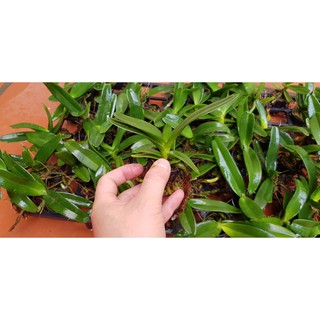 Đai châu giống mầu đốm