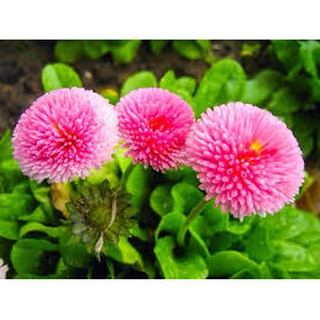 Hạt giống hoa Cúc Anh mix