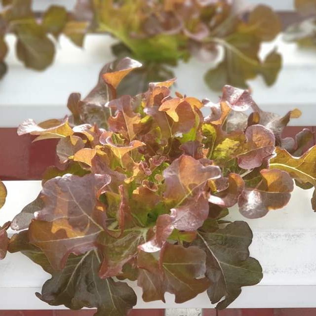 HẠT GIỐNG XÀ LÁCH SỒI ĐỎ OAKLEAF - GÓI 2 GRAM