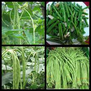 4 lạng hạt giống đậu đũa