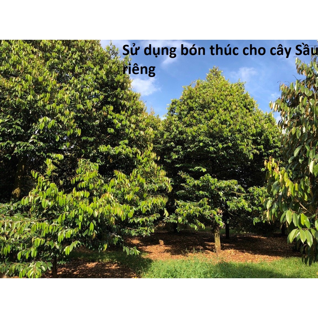 Phân gà hữu cơ Giá tốt nhập khẩu Nhật, bổ sung dinh dưỡng cho cây