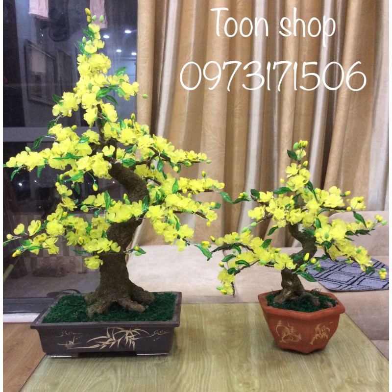 Gốc bonsai làm Mai, đào CỰC CHUẨN