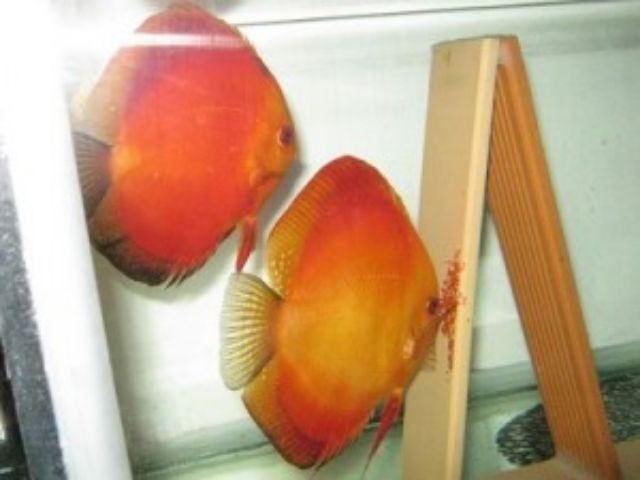 Combo hỗ trợ cá đĩa sinh sản