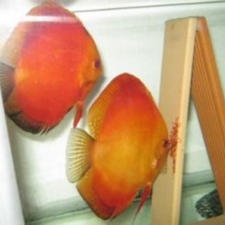Combo hỗ trợ cá đĩa sinh sản