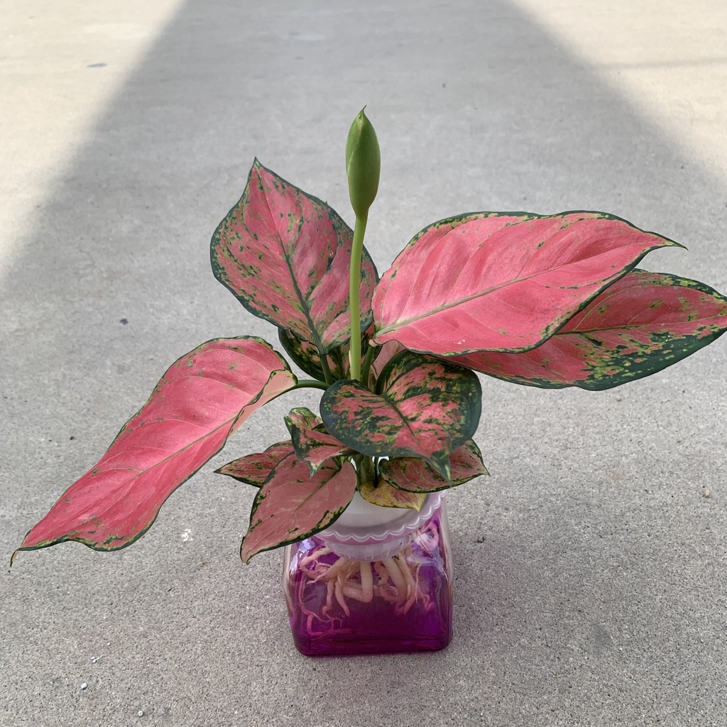 Cây vạn lộc lá đỏ thủy sinh, cây cảnh phong thủy để bàn mang đến tài lộc và thanh lọc không khí