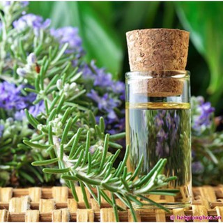Hạt giống cây hương thảo