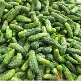 Hạt giống dưa chuột bao tử 10 hạt (TẶNG gói kích thích hạt nảy mầm)