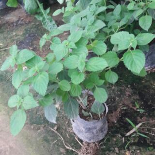 Hoa ngũ sắc tím leo rủ