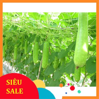 10 hạt giống bầu sao vietphat