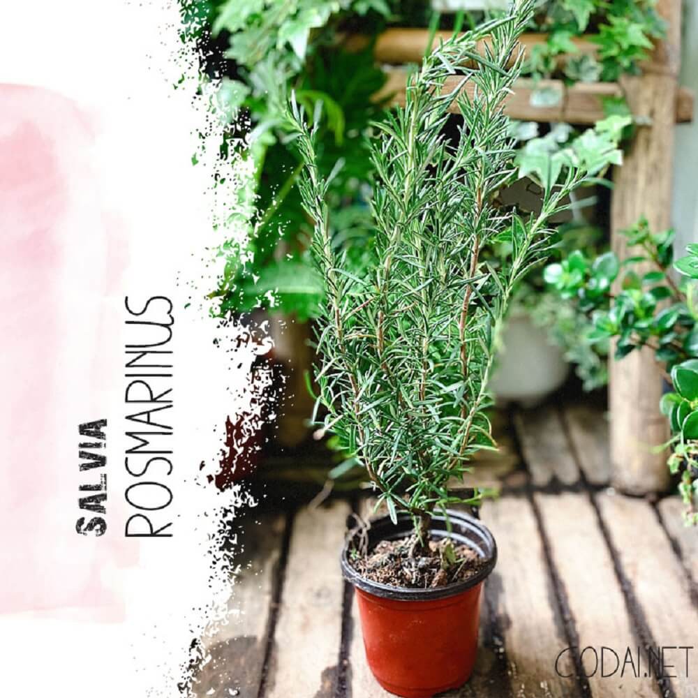 Cây Hương Thảo (Rosemary, Rosmarinus officinalis, Salvia rosmarinus) gốc già chậu nhựa