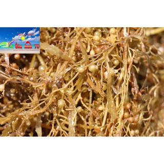 rong biển khô thiên nhiên nấu nước mát 1kg