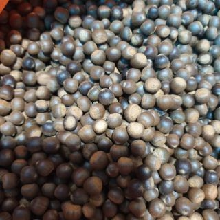 1KG HẠT DẺ RỪNG