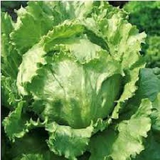 Hạt giống xà lách mỹ gói 0.2gr