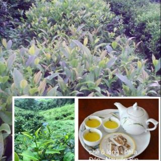 Chè ô long Phia đén - Cao bằng