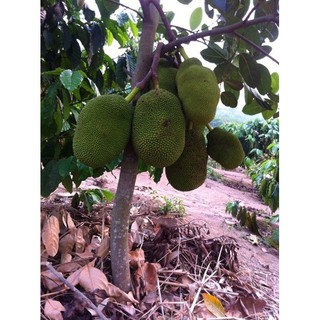 cây giống mít ruột đỏ Thái Lan