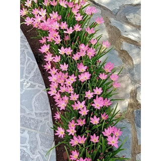 [Rẻ Bất Chấp] 1kg Cây Hoa Huệ Mưa - Tóc Tiên