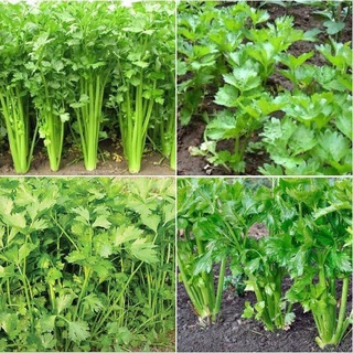 Hạt giống cần tây cao sản 2gr - cho năng suất cao