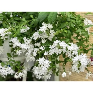 Chậu treo hoa thanh xà, bạch xà