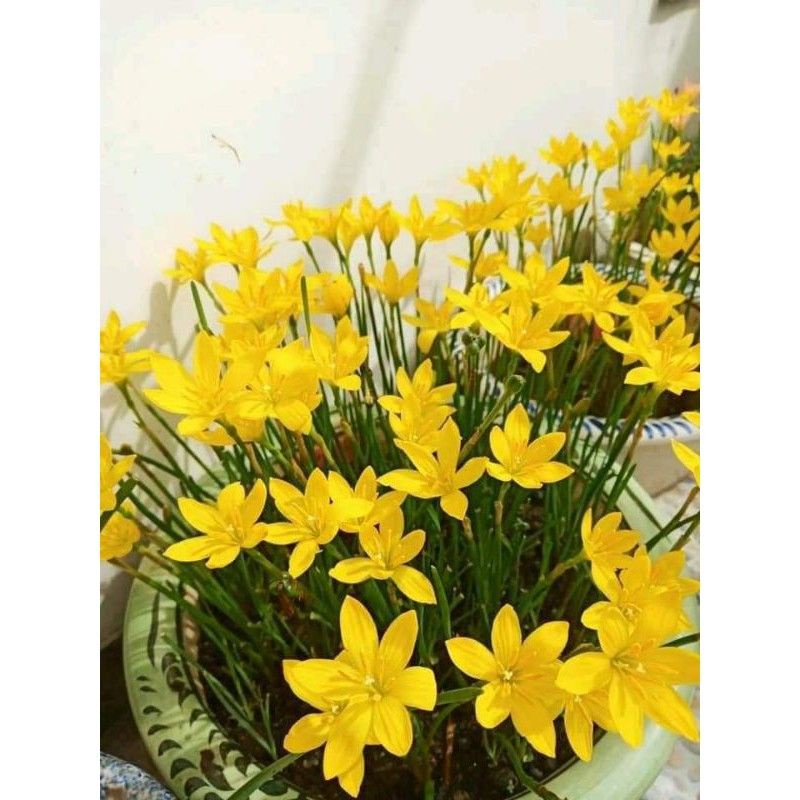 Combo 10 củ huệ mưa vàng