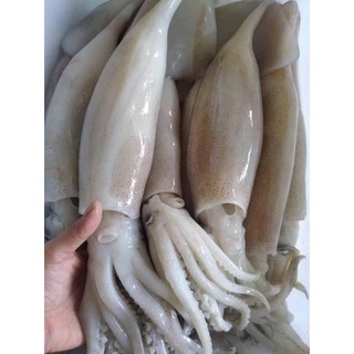 Mực ống tươi Size 3-5 con 1Kg