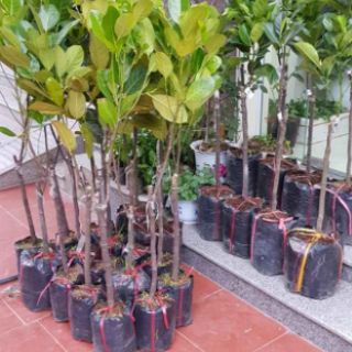 Cây 🌲 Mít ruột đỏ... siêu trái