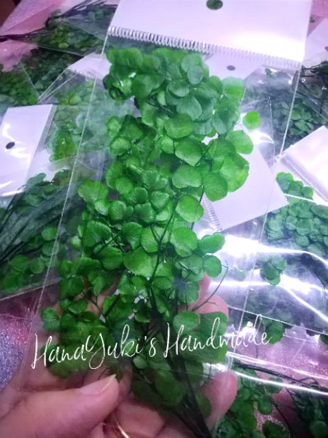 MaidenHair - Lá Tóc Thần Vệ Nữ ( lá óc, dương sỉ tròn)dùng trong sáng tạo Resin, thiệp, DIY, decor...