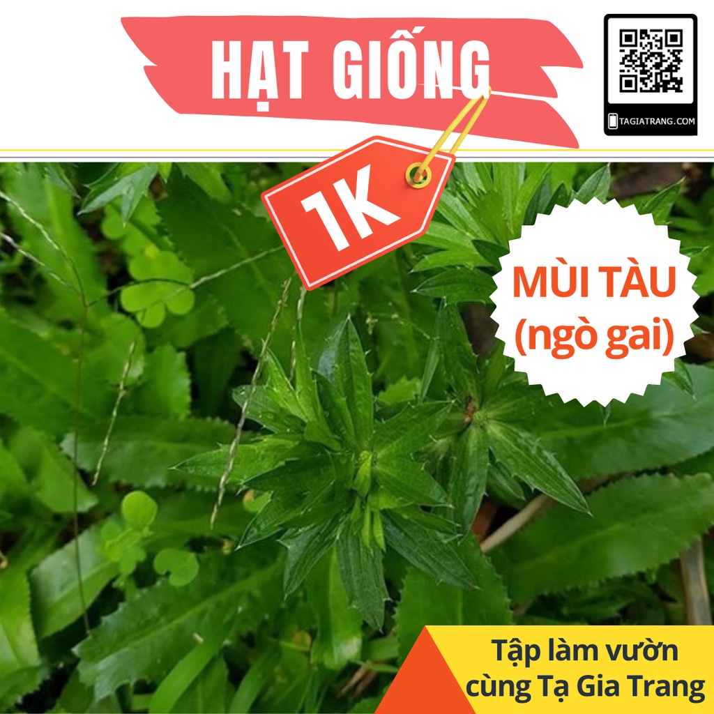 Deal 1K - 50 hạt giống ngò gai (rau mùi tàu) - Tập làm vườn cùng Tạ Gia Trang