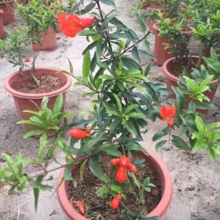 Cây lựu lùn ấn độ