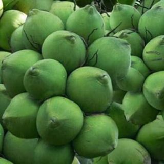 Dừa Xiêm lùn .... siêu sớm...