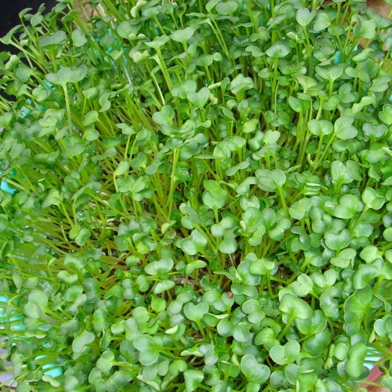 Hạt Giống Rau Mầm Củ Cải Trắng Thu Hoạch Sau 5 Ngày Gói 50gr
