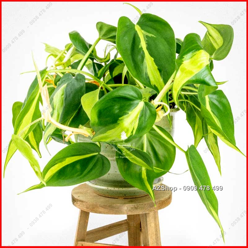 Chậu Trầu Bà Sọc Vàng Brazil - Philodenron Brazil