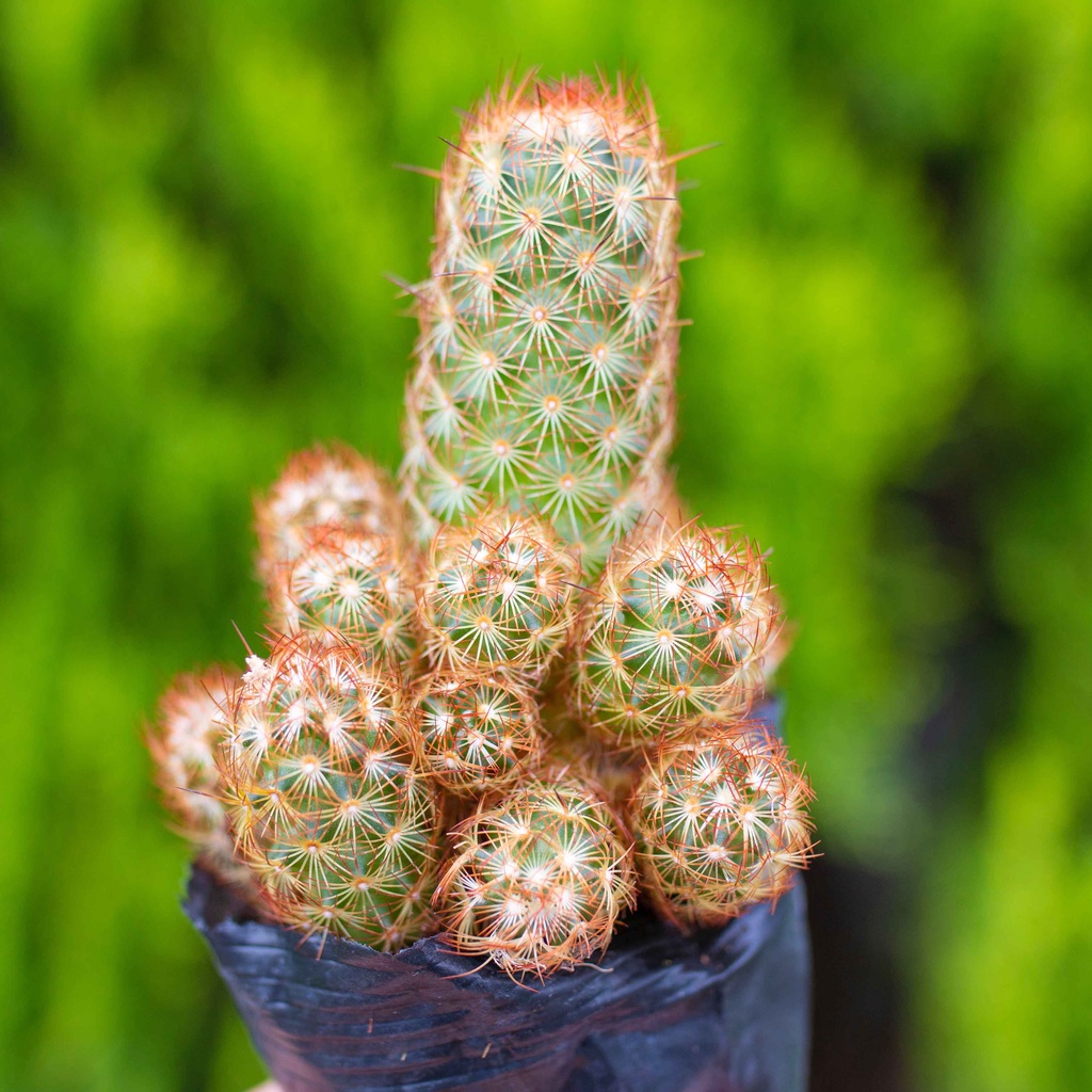 Xương rồng thạch trụ thiên cỡ vừa