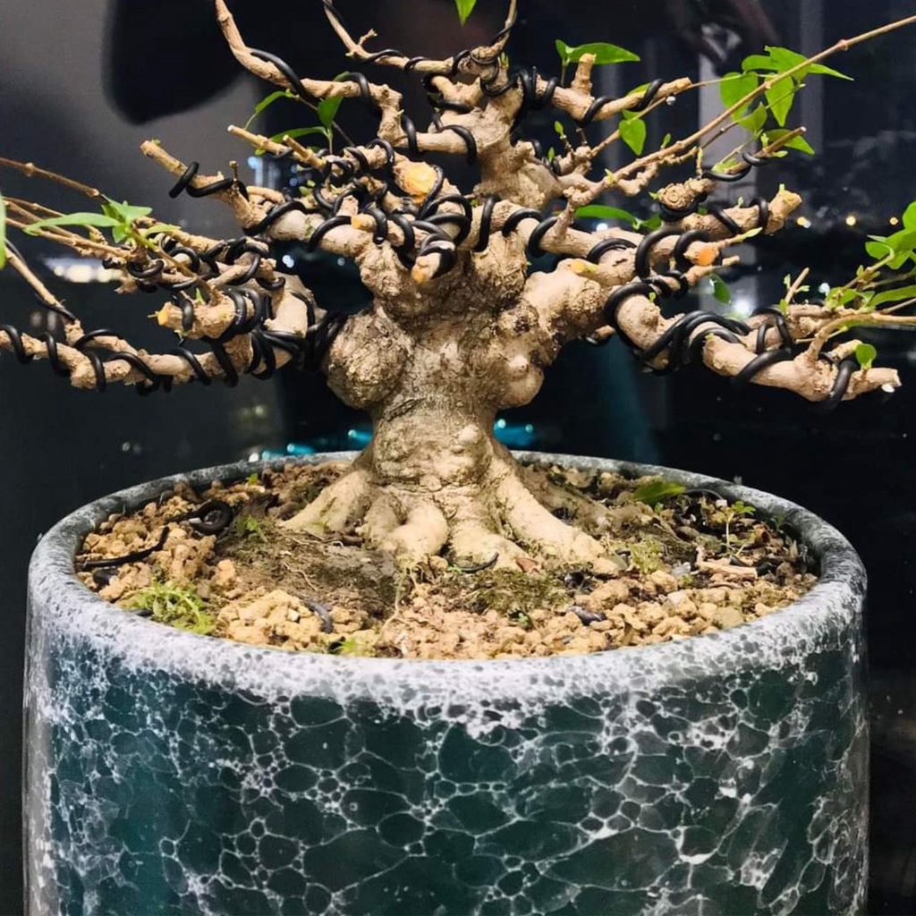 200gr dây nhôm đen dẻo chuyên uốn cây bonsai, cây cảnh 2ly - 3ly - 4ly vô cùng tiện lợi