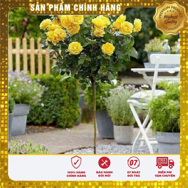 Hạt giống hoa hồng thân gỗ nhiều màu - 20 hạt