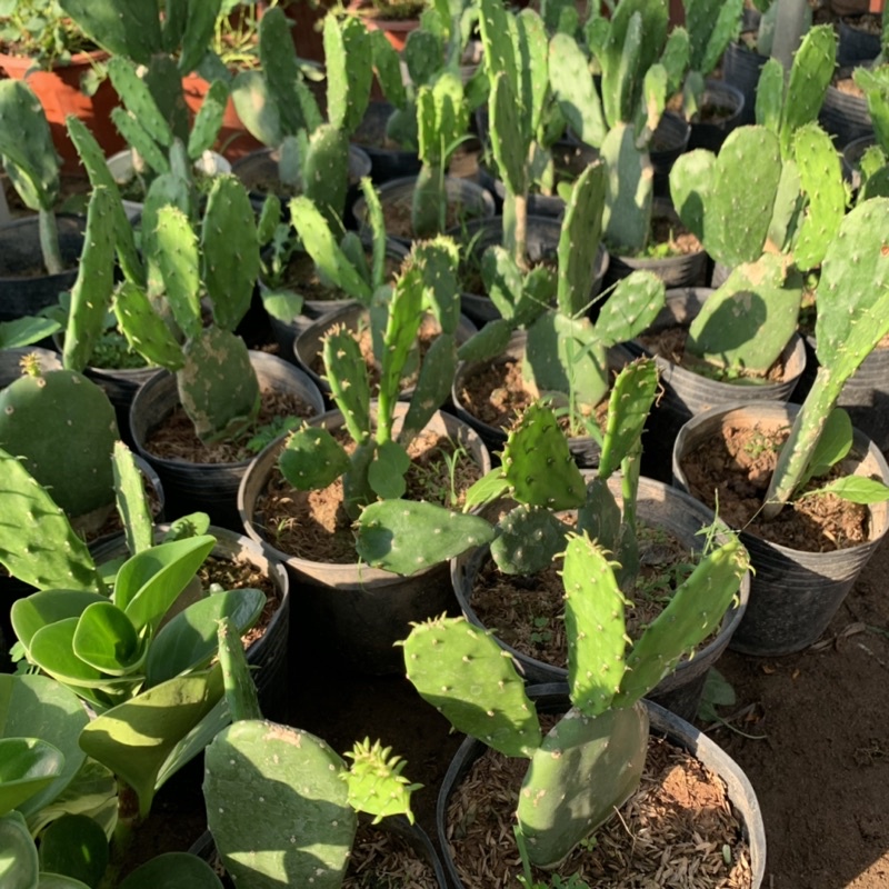 Cây xương rồng tai thỏ cao 15-20cm, cây phong thủy để bàn nội thất mang đến may mắn và thanh lọc không khí