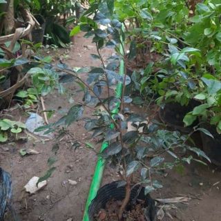 CÂY NHO THÂN GỖ NHỎ