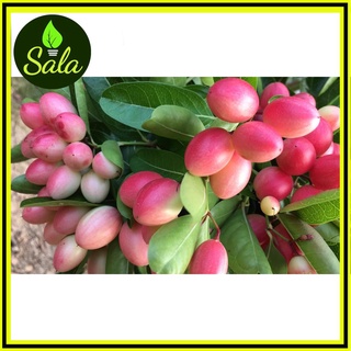 CÂY SIRO GIỐNG, CÂY SI RO, CÂY SI RÔ