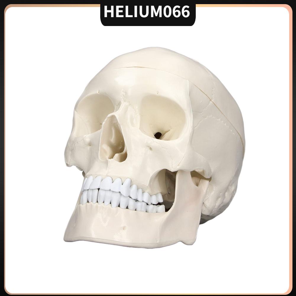 Mô hình đầu lâu Helium066 1:1 giống thật chất liệu PVC mang tính giáo dục