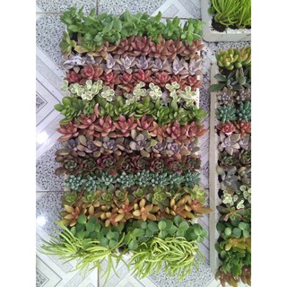[RẺ KHÔNG TƯỞNG] Combo 1 vỉ 84 cây sen đá (12-16 loại) -size vỉ