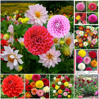 Hạt Giống Hoa Thược Dược Mix 50 Hạt/ Gói