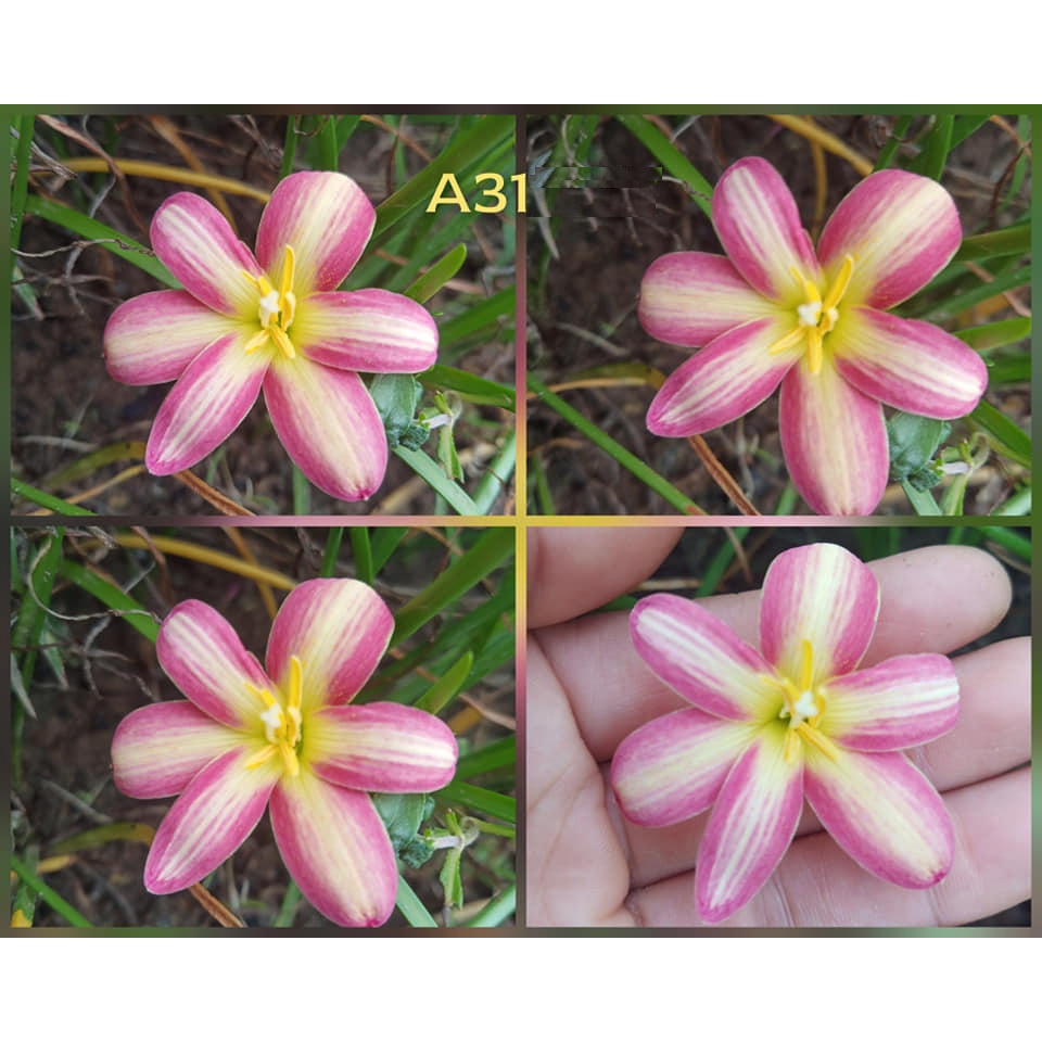 Củ hoa huệ mưa mã A31 size mẹ, củ to_Củ hoa tóc tiên nhập Thái Lan đã thuần VN siêng hoa, màu đẹp