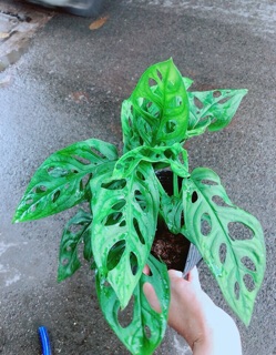 Chậu Cây Trầu Bà Lỗ (có kèm chậu sứ)