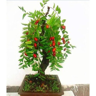 Hạt giống cây lựu lùn đỏ ( 1 gói 10 hạt )(TẶNG gói kích thích hạt nảy mầm)