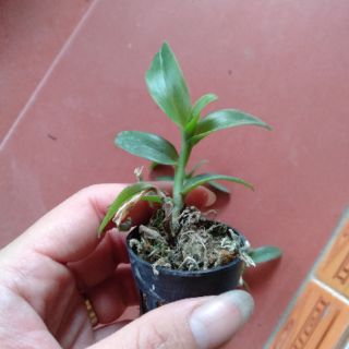 Hoa phong lan phi điệp lộc bắc gieo hạt